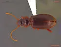 Leistus ferruginosus - photo 3