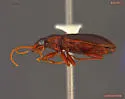 Leistus ferruginosus - photo 4