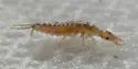 Leistus ferruginosus - photo 5