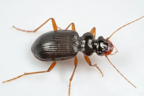 Leistus fulvibarbis