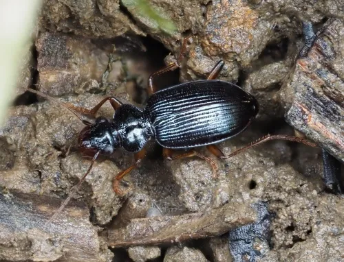 Leistus fulvibarbis - photo 2
