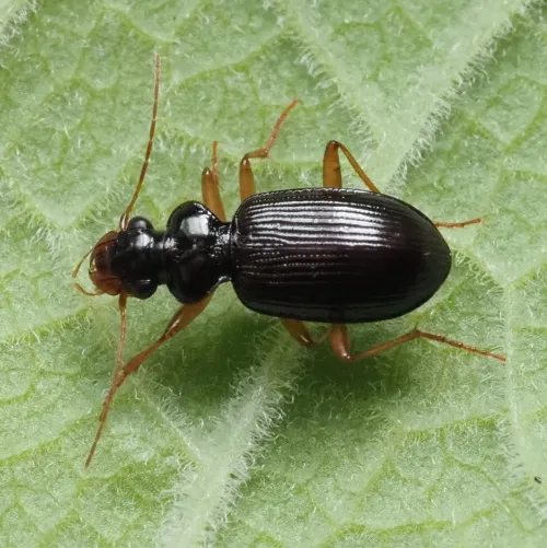 Leistus fulvibarbis - photo 3