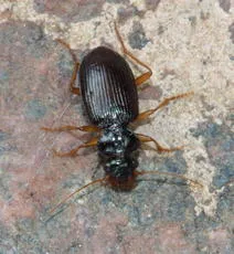 Leistus fulvibarbis - photo 4