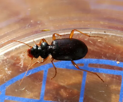 Leistus fulvibarbis - photo 7