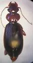 Leistus longipennis