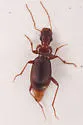 Leistus longipennis - photo 2