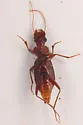 Leistus longipennis - photo 3