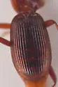 Leistus longipennis - photo 4
