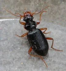 Leistus rufomarginatus