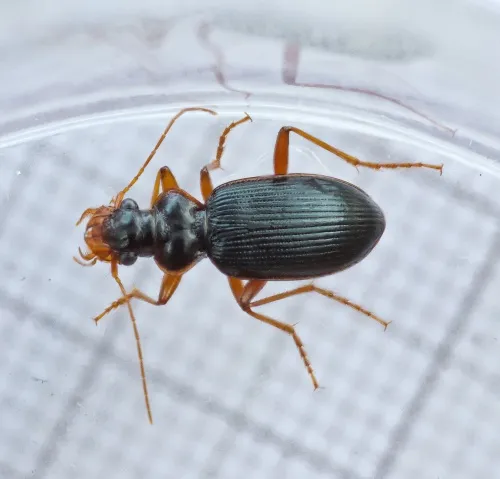 Leistus rufomarginatus - photo 2