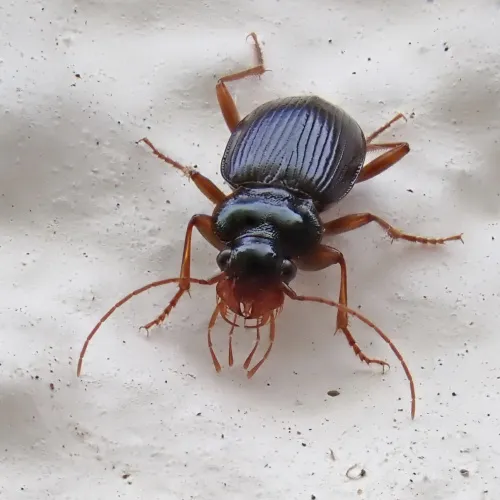 Leistus rufomarginatus - photo 3