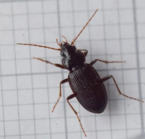 Leistus rufomarginatus - photo 4