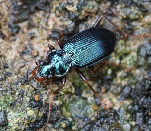 Leistus spinibarbis