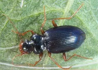 Leistus spinibarbis - photo 2