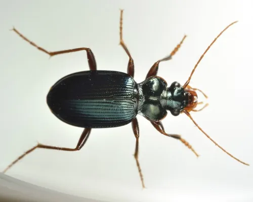 Leistus spinibarbis - photo 3