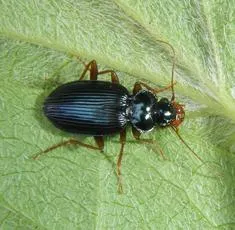Leistus spinibarbis - photo 4