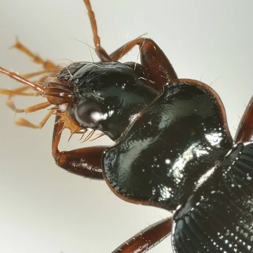 Leistus spinibarbis - photo 5