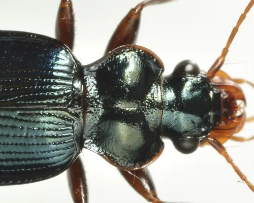 Leistus spinibarbis - photo 6