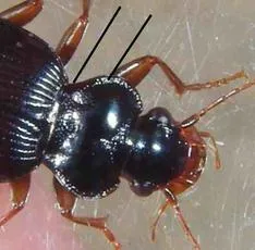 Leistus spinibarbis - photo 7