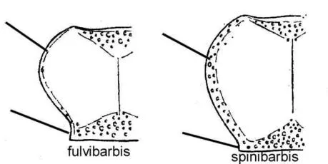 Leistus spinibarbis - photo 8