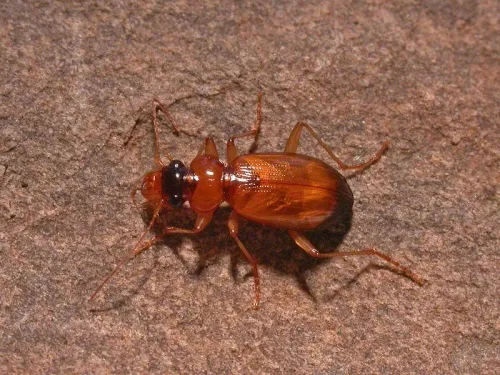 Leistus terminatus