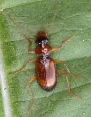 Leistus terminatus - photo 2