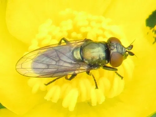 Lejogaster metallina