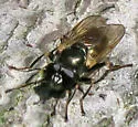 Lejota aerea - photo 4