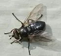 Lejota cyanea