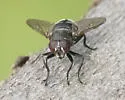 Lejota cyanea - photo 4