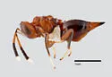 Lelaps argenticoxa