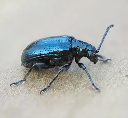 Lema cyanella - photo 2