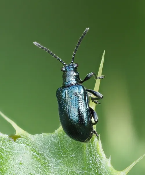 Lema cyanella - photo 3