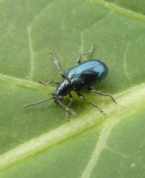 Lema cyanella - photo 4
