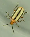 Three-lined Potato Beetle
