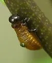 Three-lined Potato Beetle - photo 2