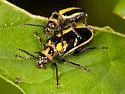 Three-lined Potato Beetle - photo 3