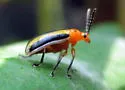 Three-lined Potato Beetle - photo 4