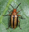 Three-lined Potato Beetle - photo 5