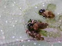Lema pubipes