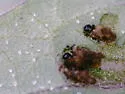 Lema pubipes - photo 2