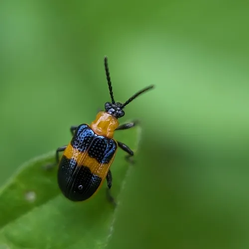 Blue-banded Lema Leaf Beetle