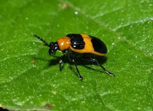 Blue-banded Lema Leaf Beetle - photo 2