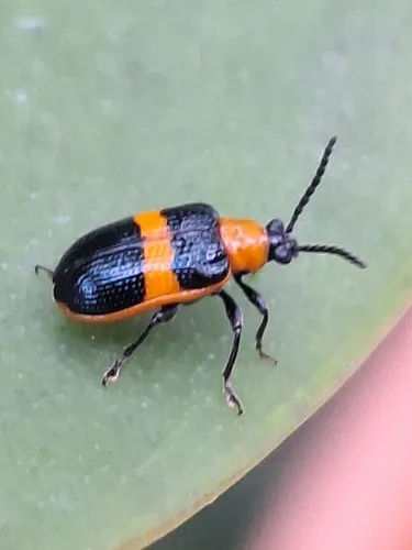 Blue-banded Lema Leaf Beetle - photo 4