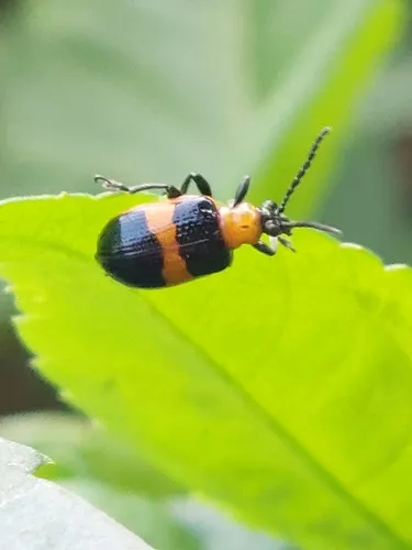Blue-banded Lema Leaf Beetle - photo 5