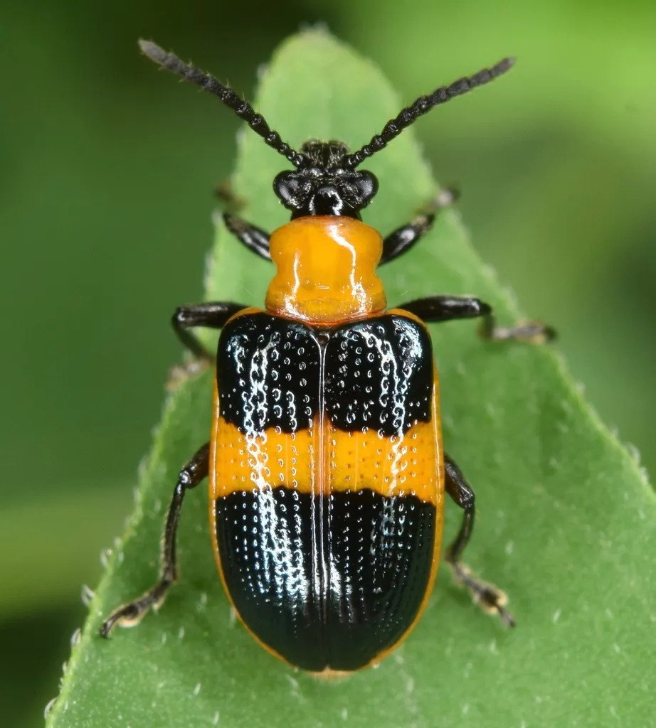 Blue-banded Lema Leaf Beetle - photo 6