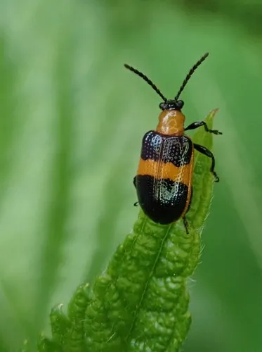 Blue-banded Lema Leaf Beetle - photo 7