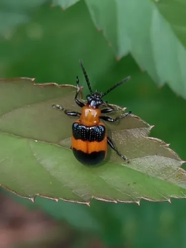 Blue-banded Lema Leaf Beetle - photo 8