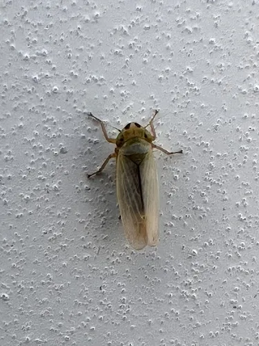 Lemellus bimaculatus - Lemellus bimaculatus