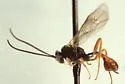 Lemophagus curtus